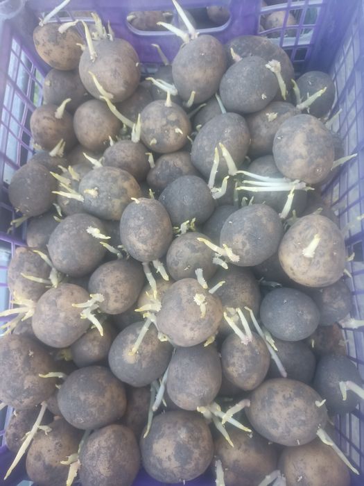 Kartoshka urugʻlik.sotamiz