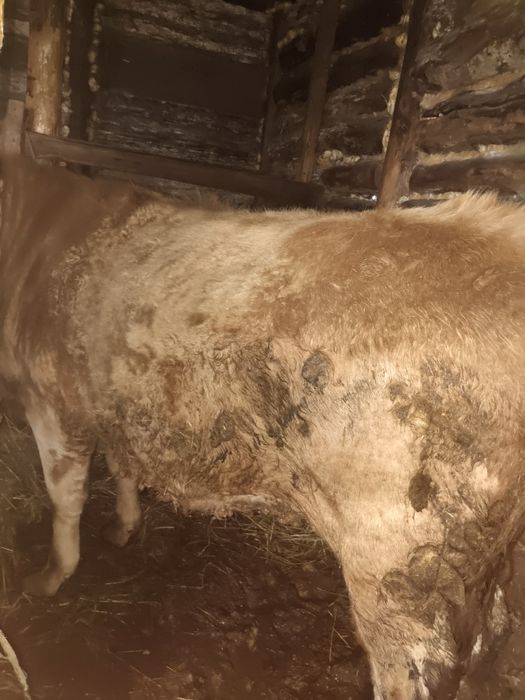 Продам телочку.  .