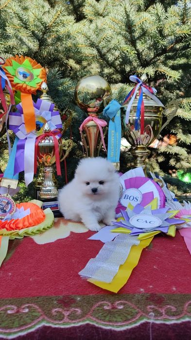 Щенки померанского шпица