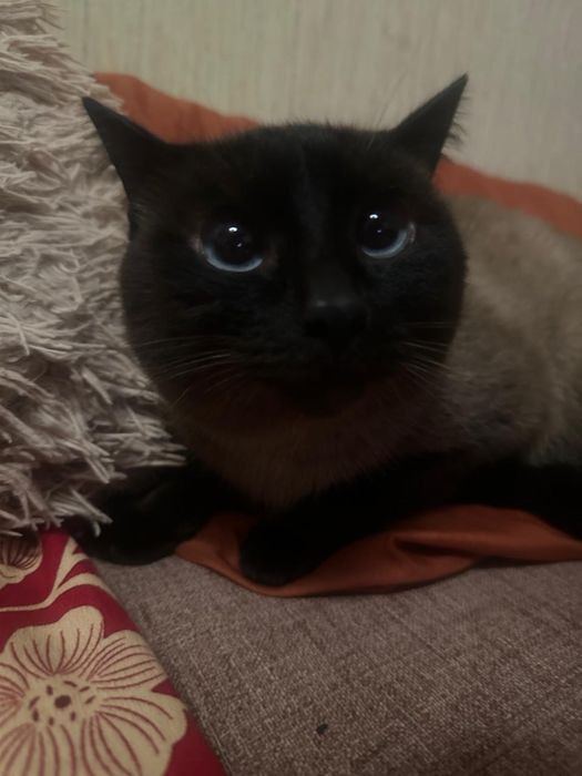 Отдам доброго котика