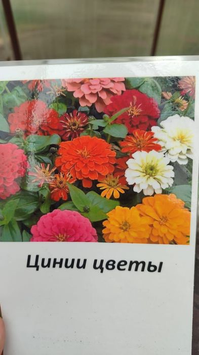 Продам рассаду цветов