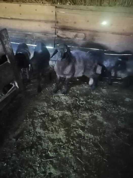 Vând miele de prasila tigaie sarbrască