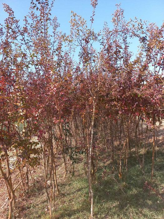 Индийский серен гулли кучатлар