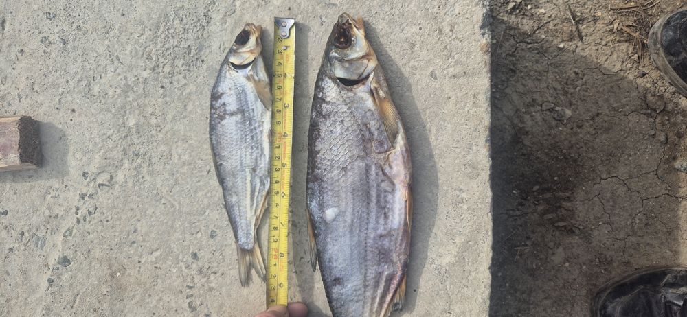 Кепкен балық, Вяланая рыба