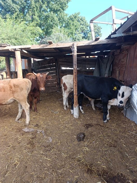 Продам бычки 5голов
