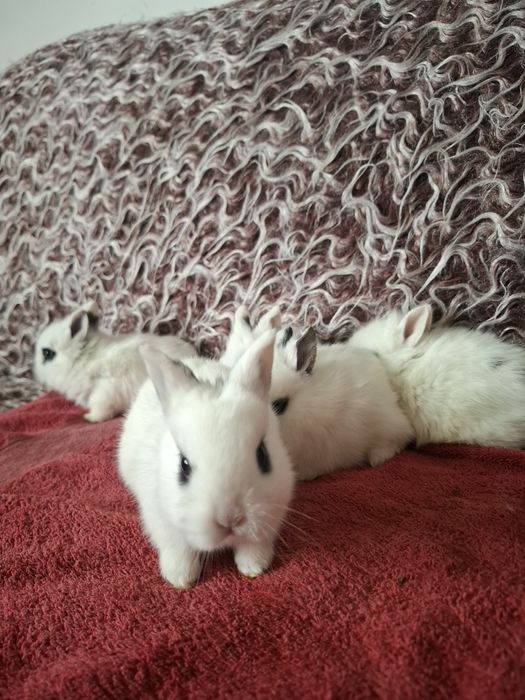 Декоративни зайчета