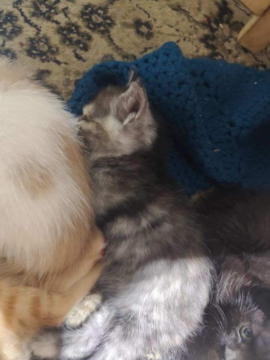 Котята бесплатно