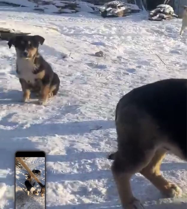 Пристраеваются щенята