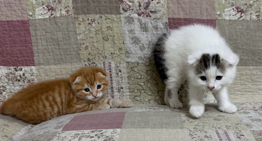 Вислоухие котятя