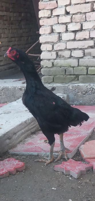 Qora tozasi sotuvda.mokion.shamo.karis.tovuq