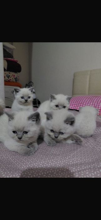 Британски късокосместа и шотлански клепоухи