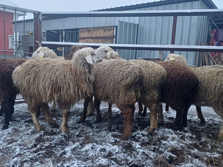 Бараный тоқтылар отцы