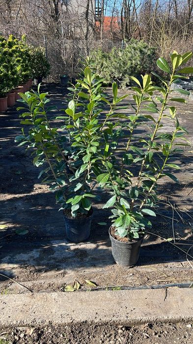 Vând laur englezesc la ghiveci