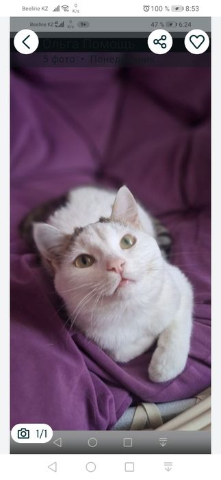 Бесплатно котик!