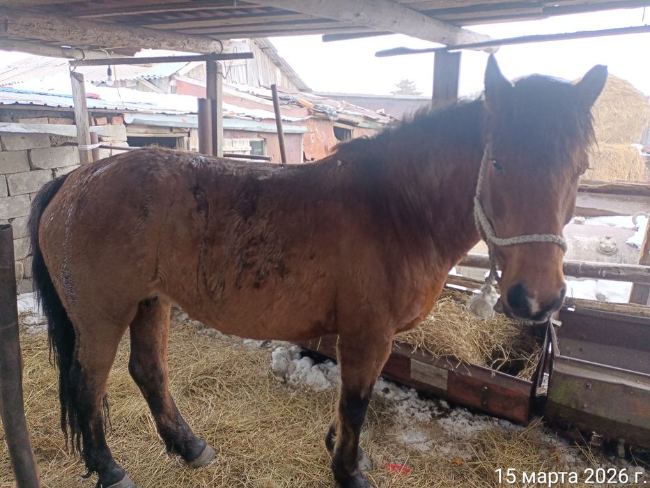 2 бие сатылады кулындайтын