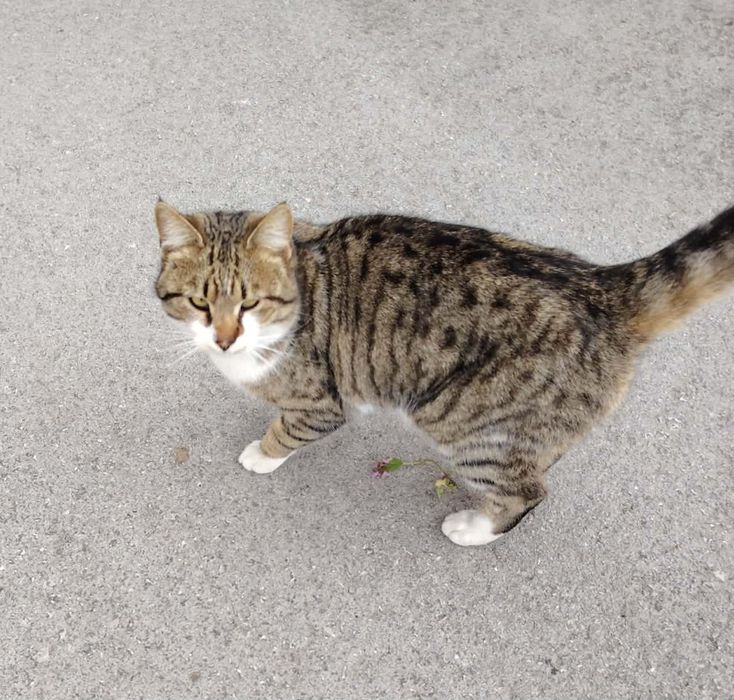 Подарява се коте Слънчо