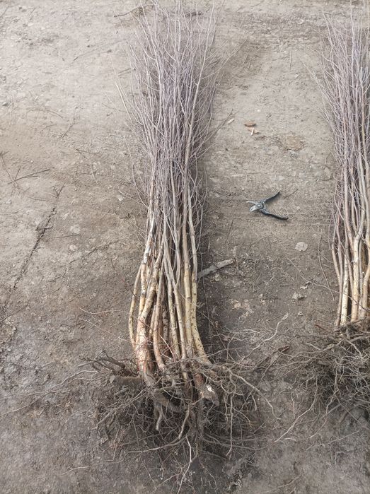 Vindem puieți forestier pentru împădurire