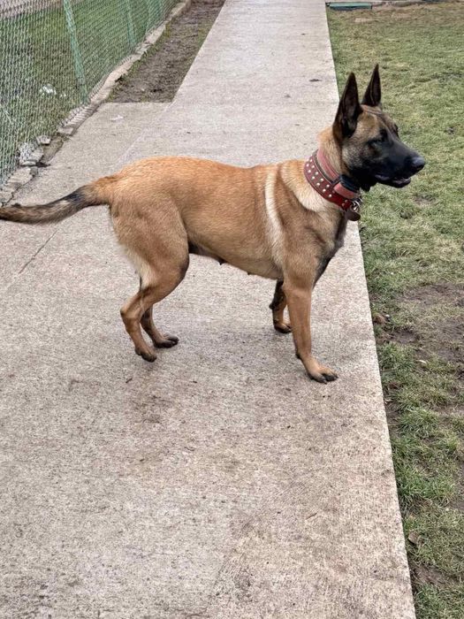 Белгийска овчарка Малиноа