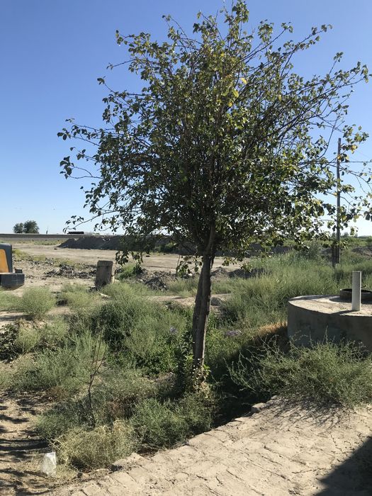 Жондорда ер сотилади