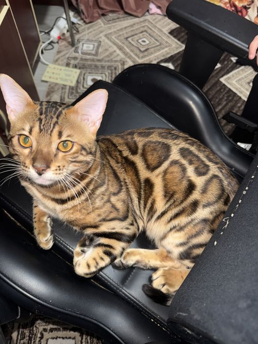Продам бенгальского кота