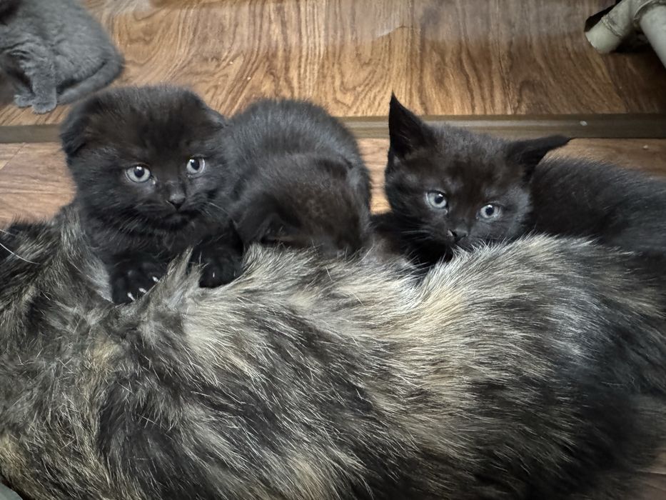 Продаются замечательные котята