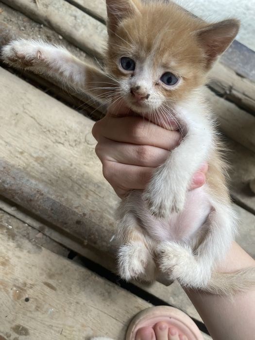 Отдам котят в хорошие руки