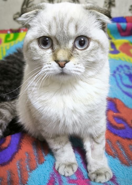 Кошка Scottish fold mushuk OQ