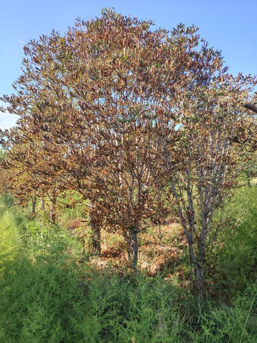 Каштан крупномер формированный