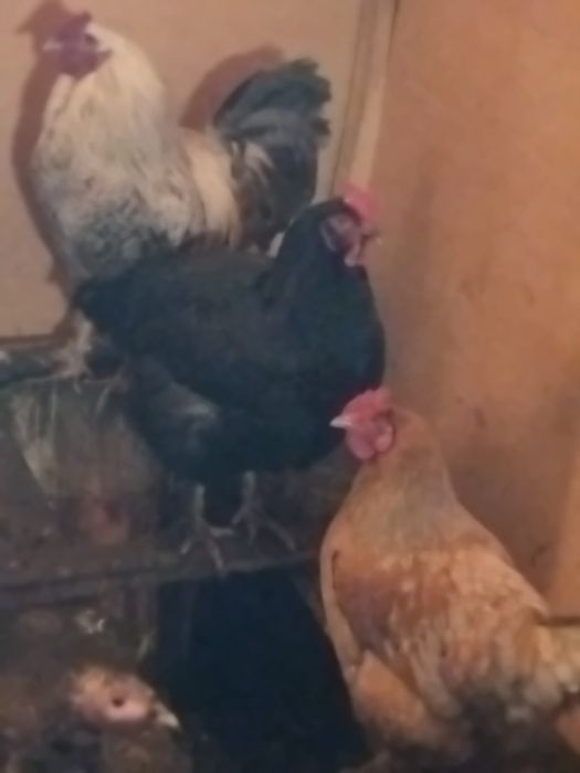 Индюки Индюк индюшата