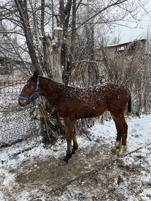 Жабагы-жеребчик