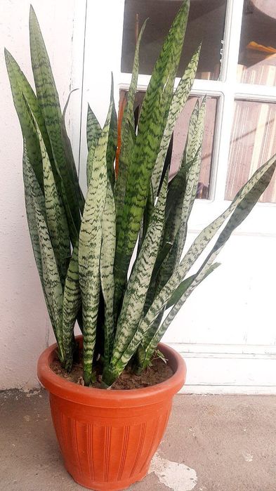 Dekarativni gul boyi 1 metr