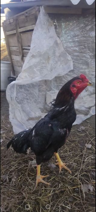 Дакан Хороз Яахши Нарса 11 Оилик.