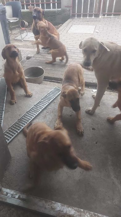 donez cateii 4 luni metisi  ciobanesc Malinois belgian