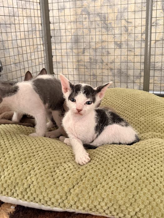 Продам котят сфинксов велюр