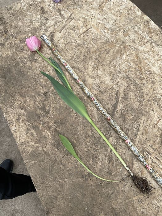 Бомбические Тюльпаны , оптом с теплицы