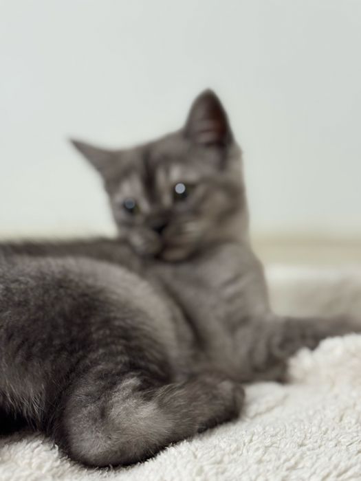 Котенок 3 месяца
