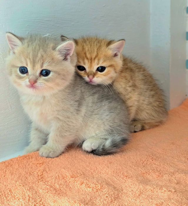 Британские  девули.пареньки.