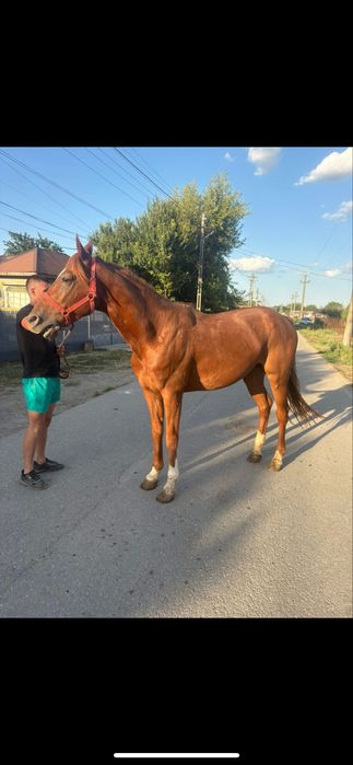 Vand cal trapas de ungaria