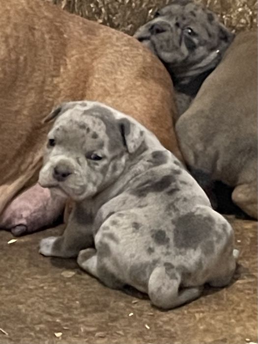 Американский булли,шикарные щенки