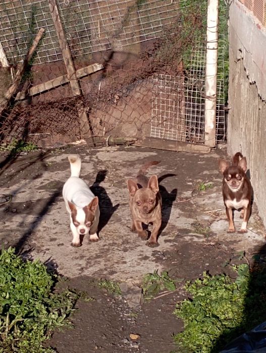 Чихуахуа шоко линия