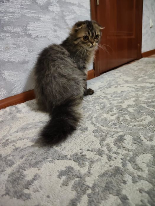 Отдам котенка в добрые руки