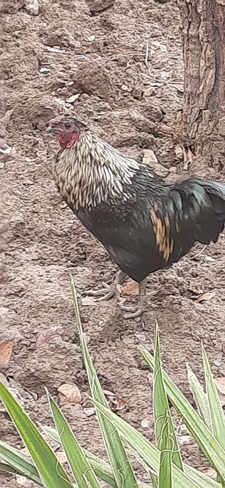 Xoroz sotiladi soglom