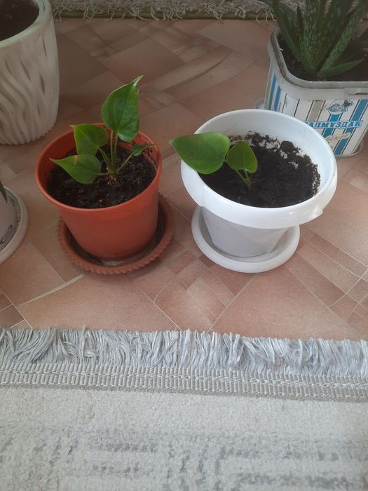Продам комнатные цветы