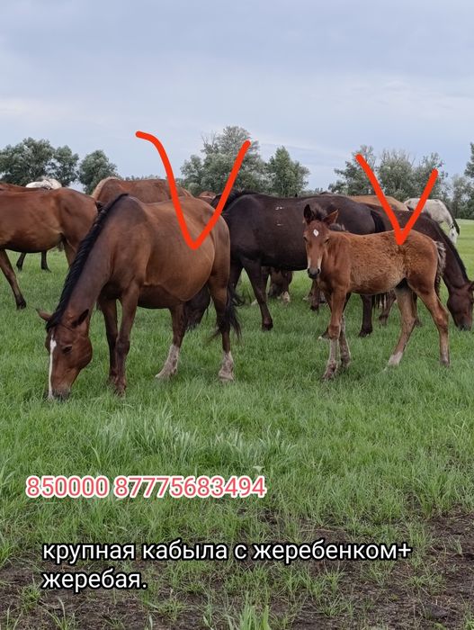 Обмен на КРС., на машину.