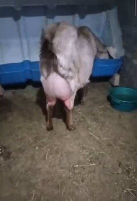 Англонубиская ешкі ерке лағымен