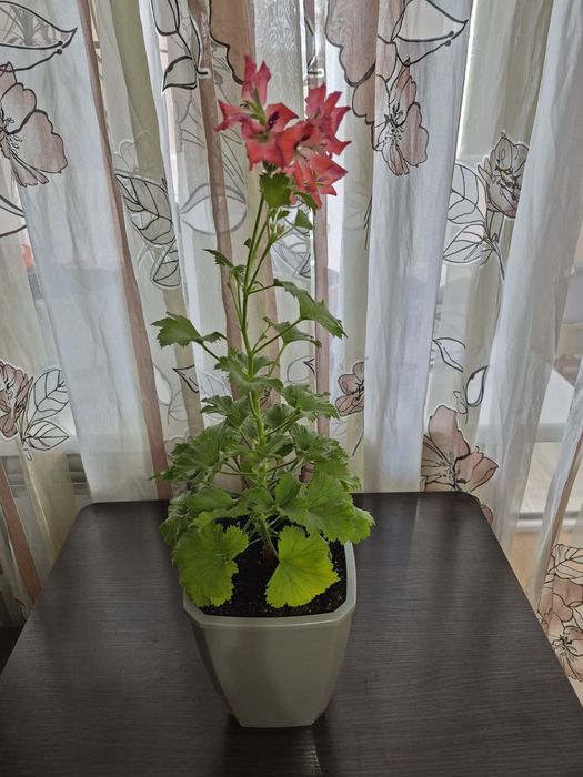 Продается домашний цветок