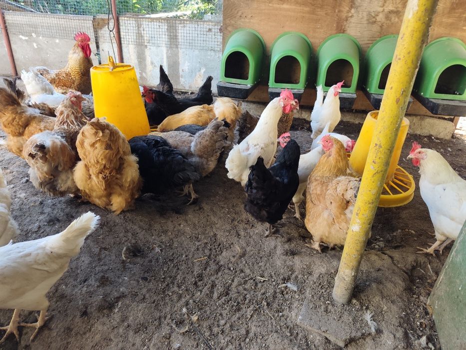 Продавам  Кокошки и Петли