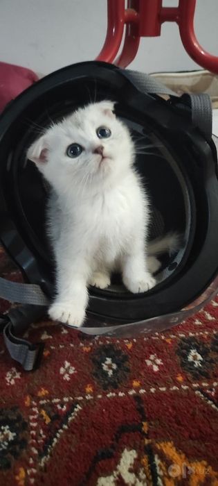Срочно! Продяю котят. 3 TA MUSHUKCHA SOTILADI!