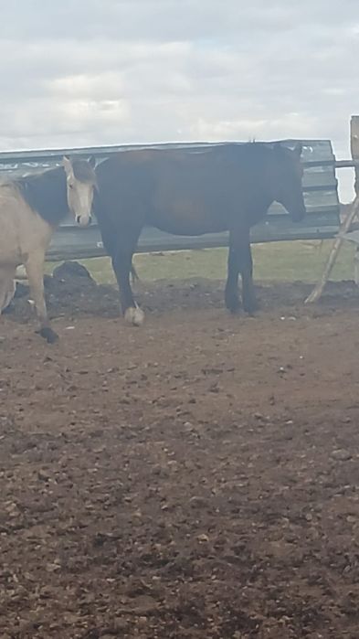 Продам кобылу 5лет