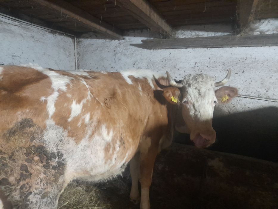 Vând vacă de 7 ani